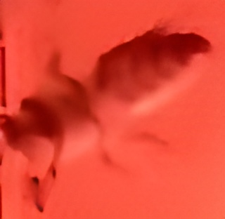Bee close up